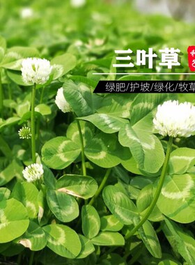 三叶草种子白三叶红三叶种籽草坪绿化草子种草籽果园草种四季