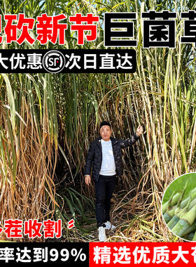 高产巨菌草草籽多年生四季牧草种子甜象草皇竹草种籽喂牛猪羊鱼鸡