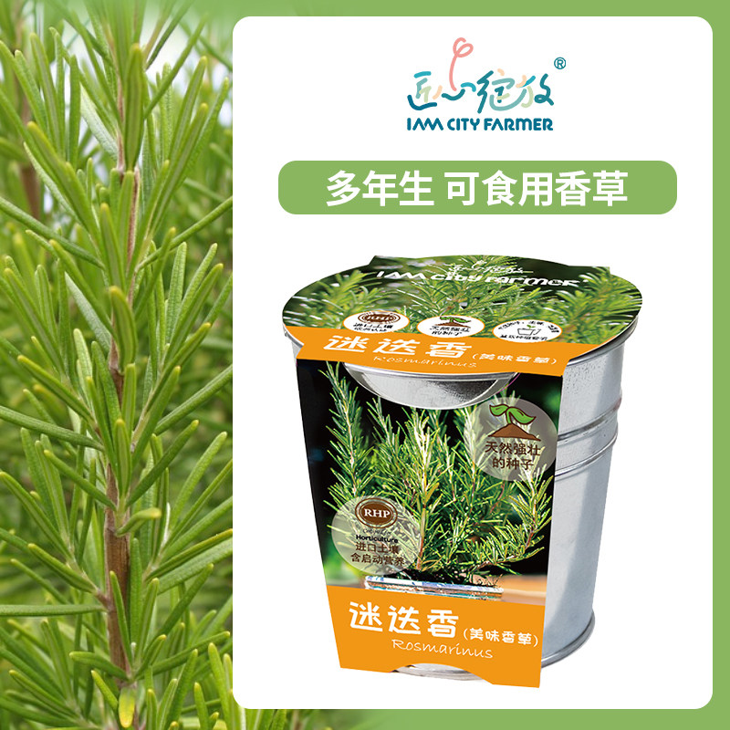 iam园艺 迷迭香盆栽种子儿童幼儿园种植盆栽植物香草净化空气套装