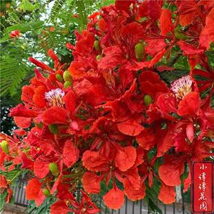 红花楹凤凰树种子种子子新采蓝花种子楹树种火树金凤花凤凰木