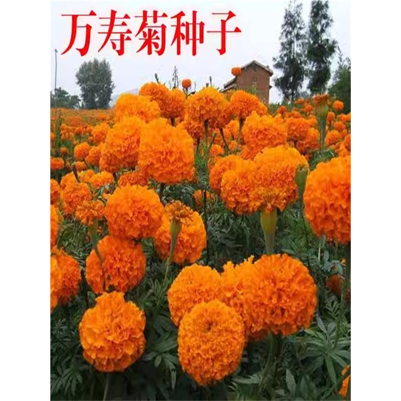 万寿菊种子四季播种易活耐寒景观花卉农村庭院孔雀草花种子籽重瓣