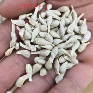 新采四川红桔种子红橘树种籽枸橘枳壳香橙嫁接橙子柑橘蜜橘红桔籽