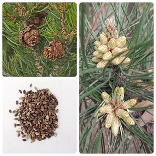 松针东北短叶松叶常绿种子黑松种子短叶红皮油乔木松树林木马尾松