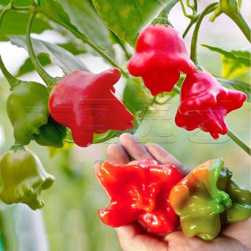 风铃小辣椒种子早熟观赏椒灯笼椒菜种籽春四季播阳台盆栽蔬菜种孑