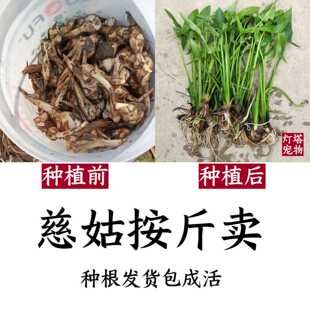 水生慈姑毛慈菇苗茨菇种芽水培植物种子种根种植观赏净水造景茨菇