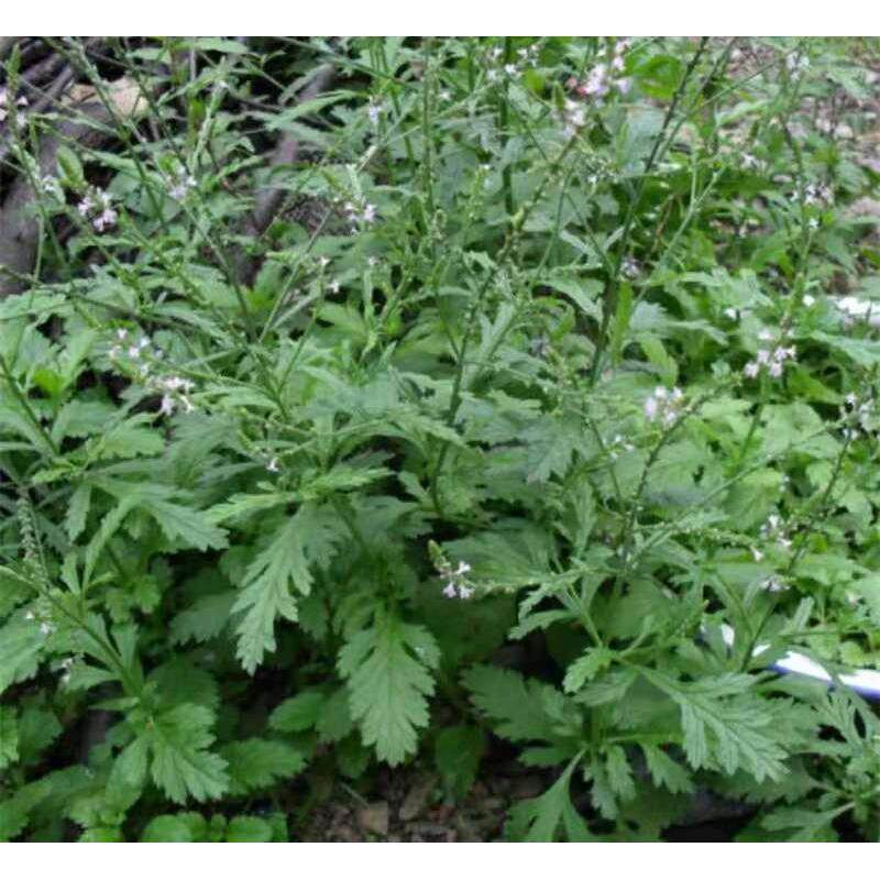 材云南马鞭草种子 马边草 马鞭梢 野荆芥 龙芽草新种子