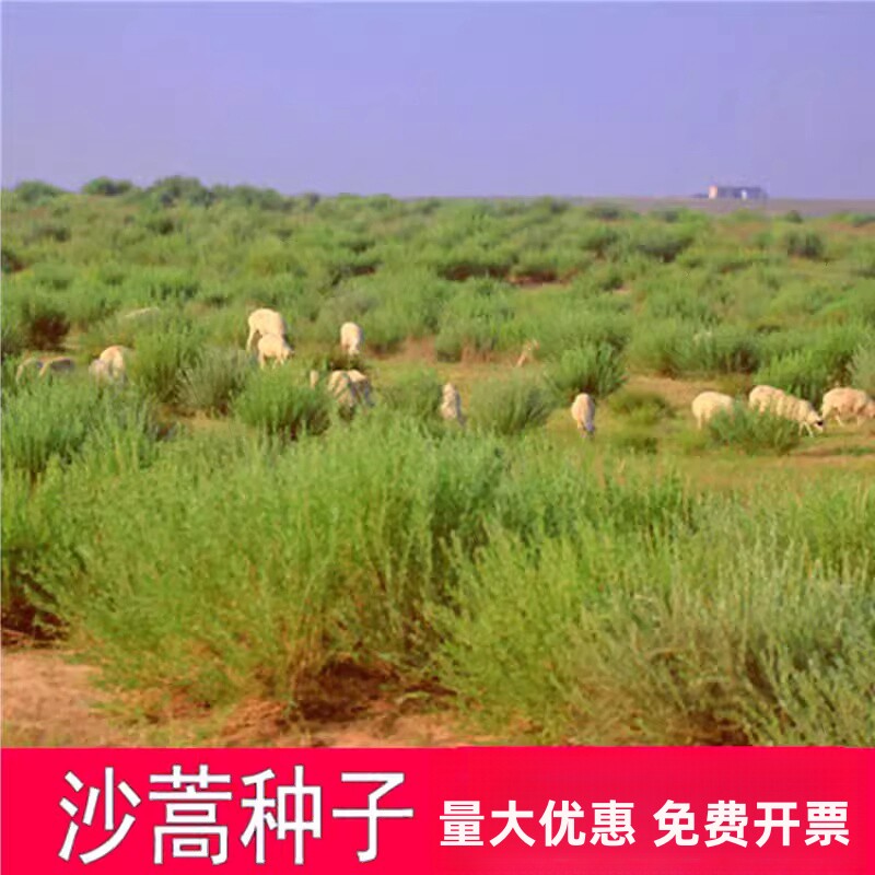 沙蒿籽沙蒿子沙蒿种子固沙牧草种籽草蒿荒地蒿荒漠蒿种子牧草种子