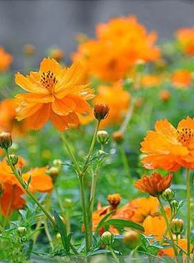 黄秋英硫化菊种子黄波斯菊花景观绿化花海播种开花卉花籽种子