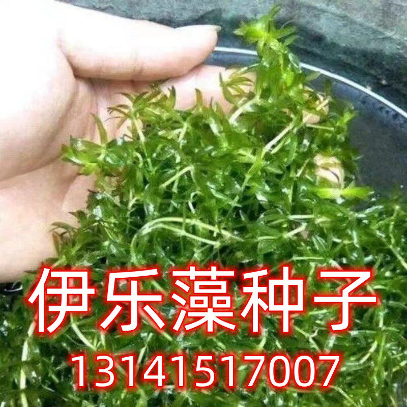 水草种子鱼塘池塘淡水混装伊乐藻水草泥苦草深水养鱼养虾养蟹黑藻