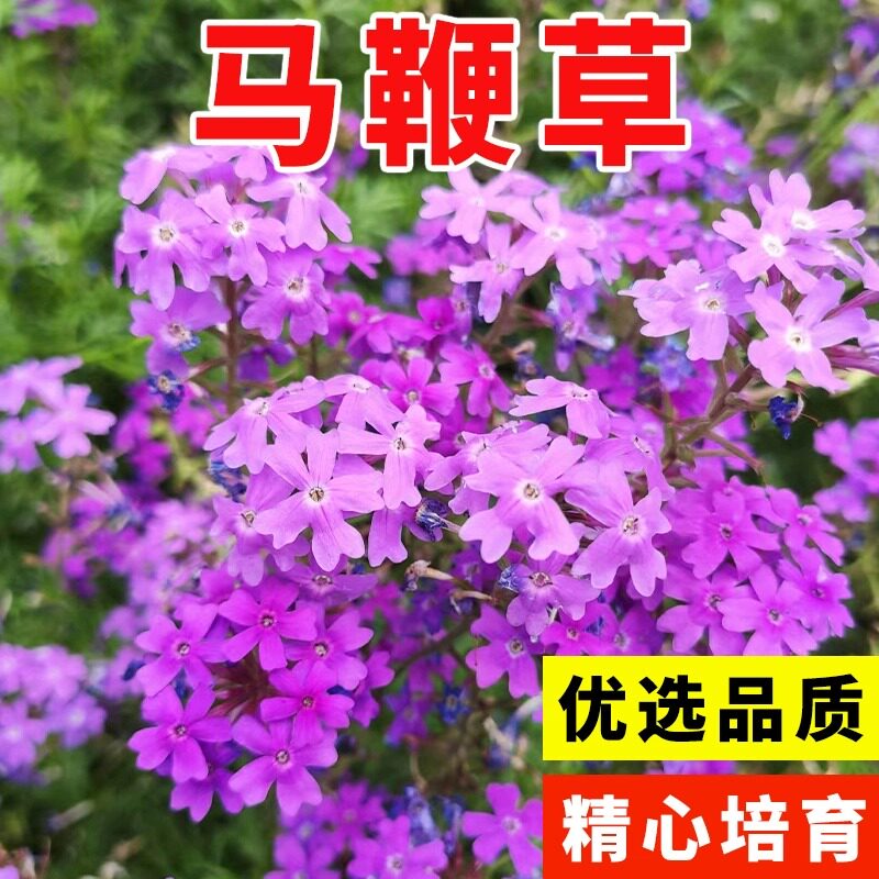 柳叶马鞭草种子四季阔叶草花种籽婚纱摄影花海造景多年生耐寒种籽图片