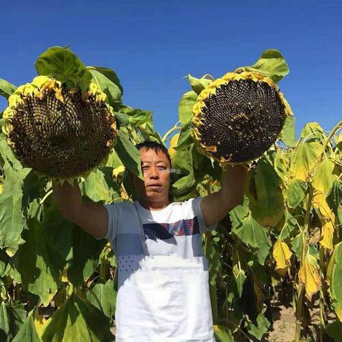 向日葵原种向日葵日葵花籽大粒高产食用种子种子瓜子大型向种