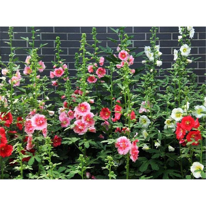 蜀葵 花籽 花卉种子 龙船花 麻杆花30粒 熟季花 棋盘花 花种子
