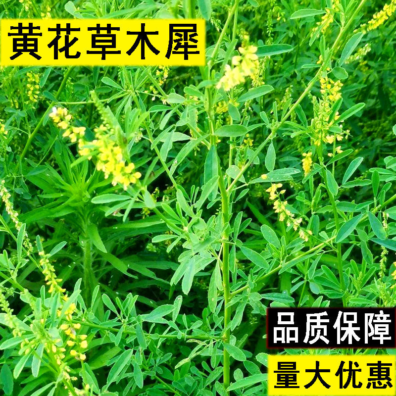 草木樨种子草木犀蜜源植物