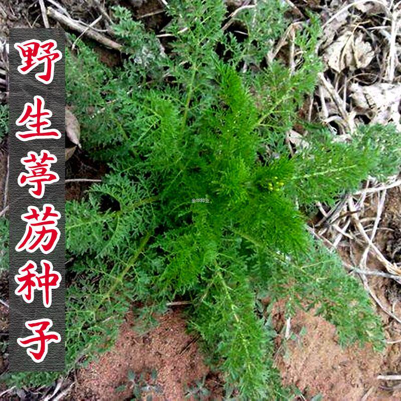 麦蒿种种子野生葶苈子娘蒿菜停力子孑种籽新货材葶力独行