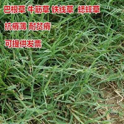 巴根草牛筋草种子铁线草护坡草籽爬地草绊根草护坡种子防水土流失