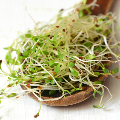 芽苗菜种子苜蓿芽种子紫花苜蓿草