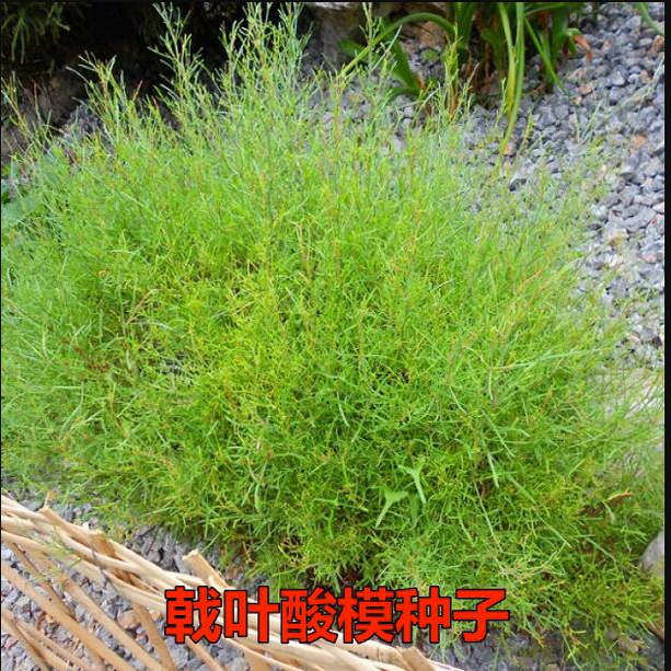 白蜡树种子 园林绿化苗木种子 白腊种子白蜡树 销售各种苗木种子
