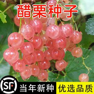 阳台野生水果树醋栗种子盆栽庭院盆栽鹅莓种子种植