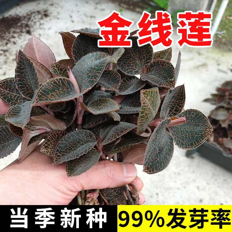 金线莲种子金线莲种苗金丝桃狗胡花金线蝴蝶过路黄稀有金线兰苗
