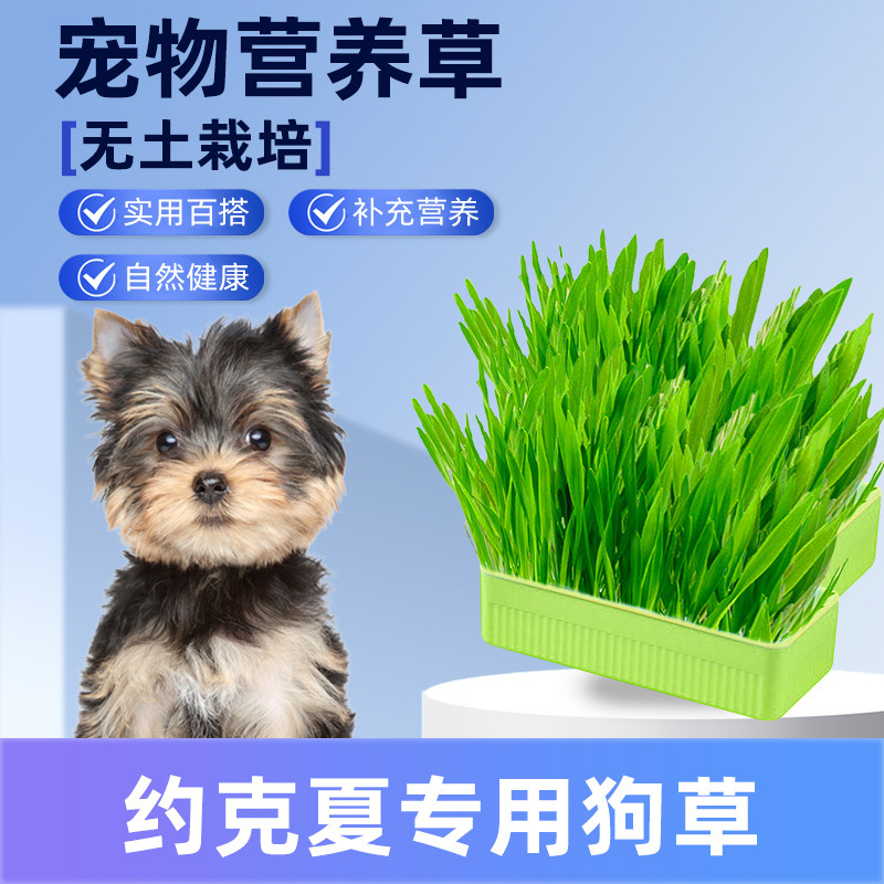 约克夏专用狗草狗可以吃的草狗狗食用草宠物排毛球无土育苗盘盆栽