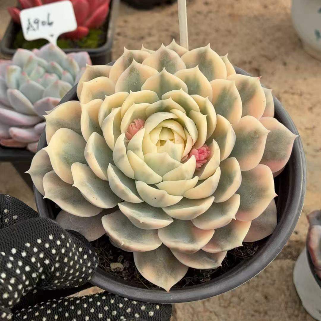 39号 昂斯诺锦  满38包邮青海甘肃宁夏海南东北三省58包邮