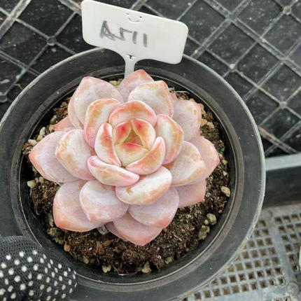 511号 满38包邮青海甘肃宁夏海南东北三省58包邮