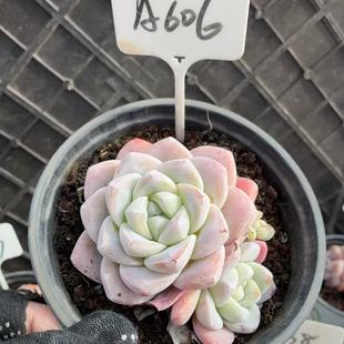 青海甘肃宁夏海南东北三省58 606号 包邮 满38 冰玉