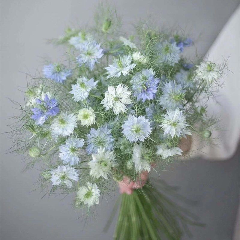 黑种草适合冬天种的花种子秋季四季室外盆栽花卉鲜花庭院开花不断