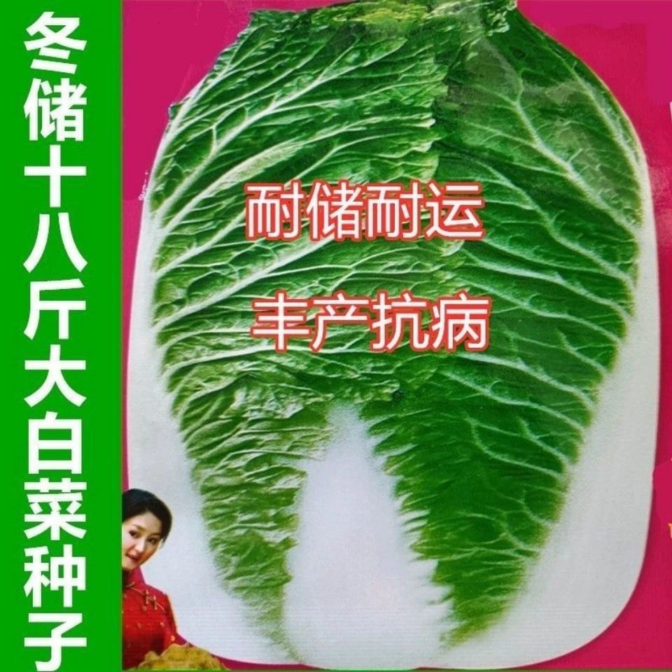冬储十八斤大白菜种子杂交新品种丰抗病耐寒品种秋季蔬菜种籽