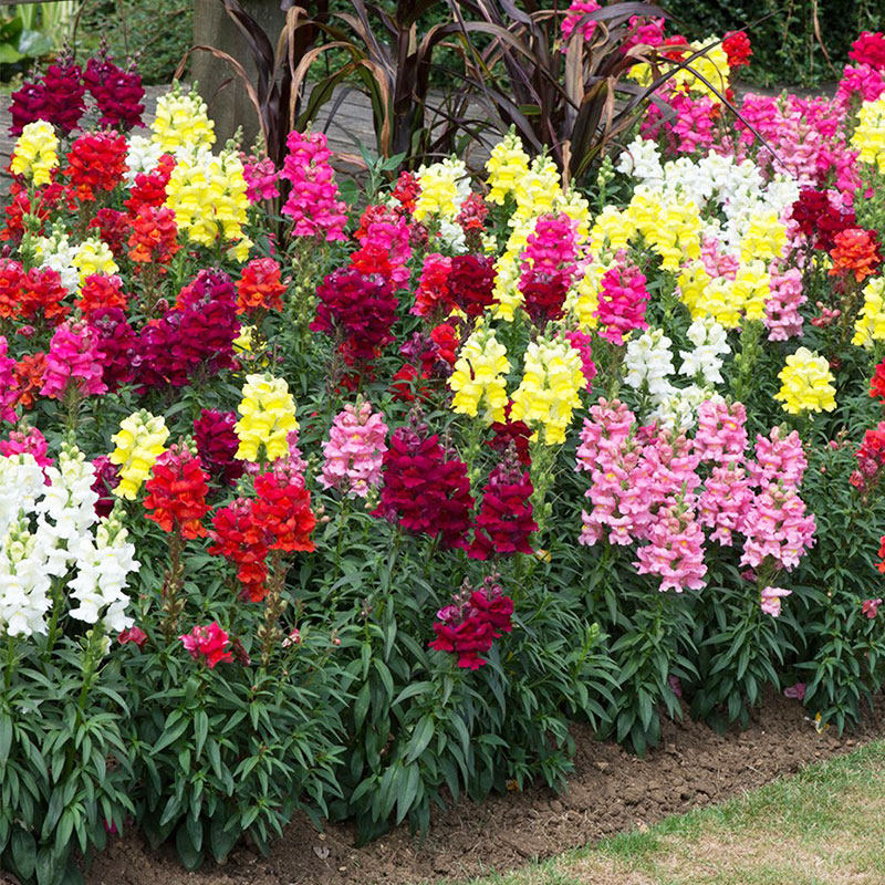 金鱼草种子花种子狮子花草四季阳台盆栽景观绿化花海种子草花种籽