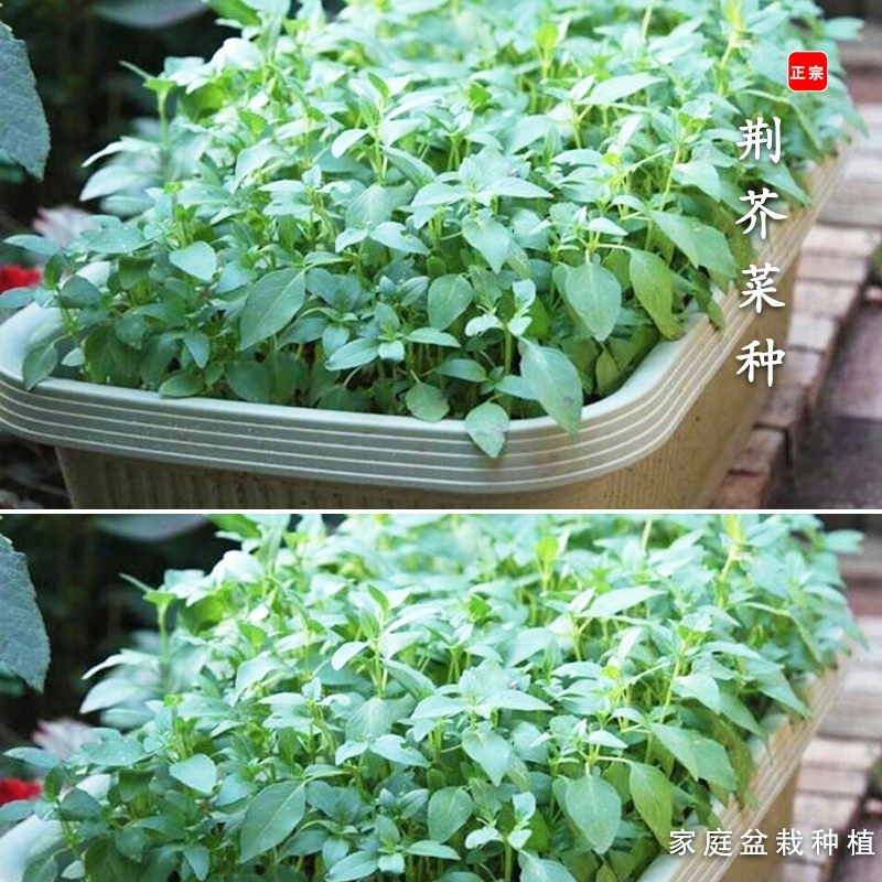 荆芥菜种籽河南大叶荆棘种子菜籽夏季四季播盆栽荆菜荆芥蔬菜苗孑