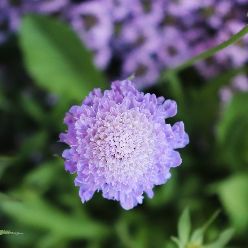 轮峰菊种子易种小型植物紫盆花种植被松虫草景观花卉盆栽花种籽子