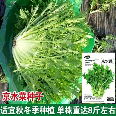 正宗京水菜种子晶籽耐寒热