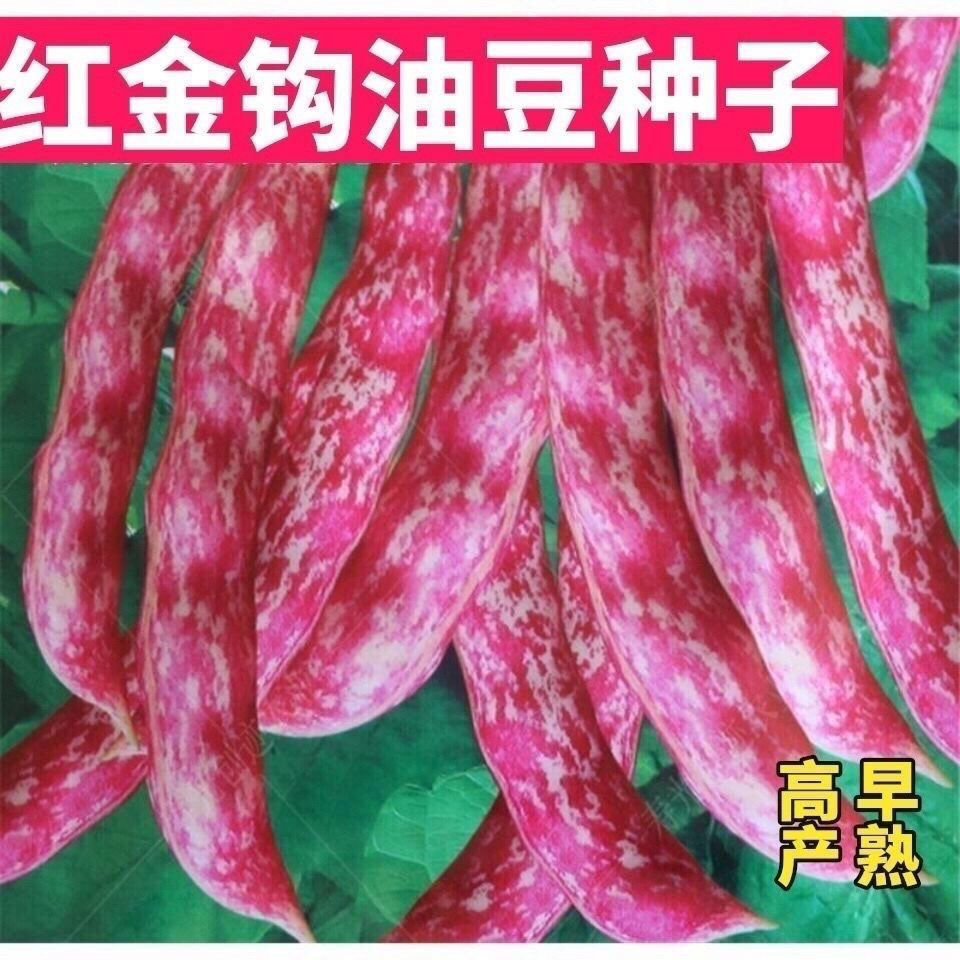 黄金钩油豆种子春秋两季角