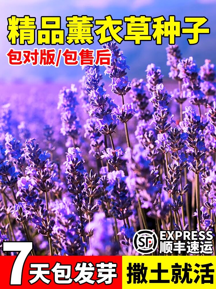 花种子四季薰衣草种子开花易活盆栽室内外种籽太阳花野花组合种孑