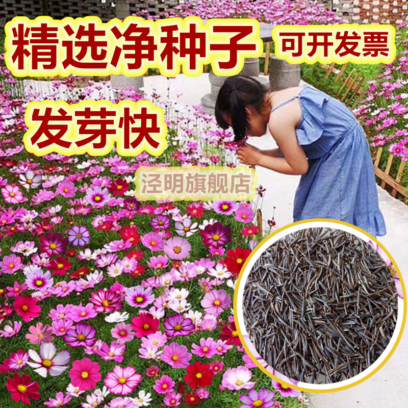 新手易种格桑花孑矮杆户外