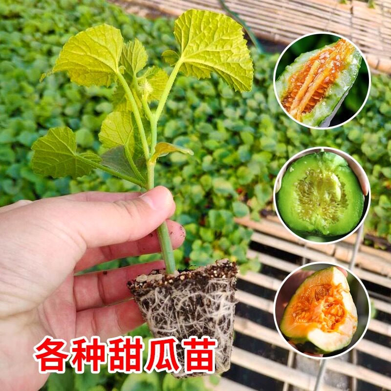 羊角蜜甜瓜苗羊角酥甜瓜秧苗香瓜苗密春季四季水果蔬菜种孑