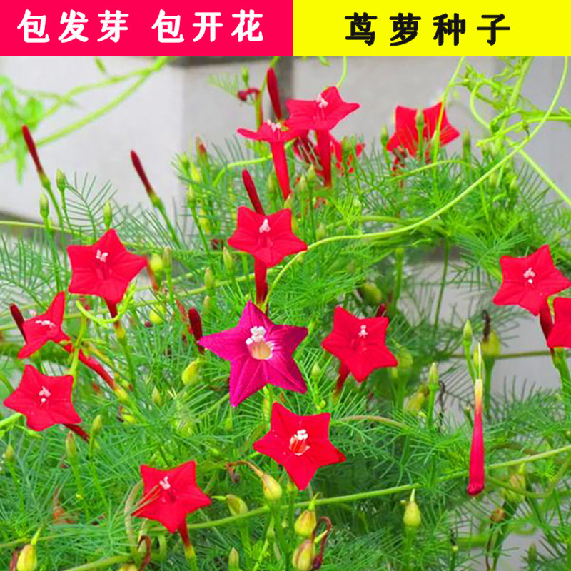 羽叶茑萝松花草种子爬藤子五角星花种籽四季播种庭院阳台公园小区