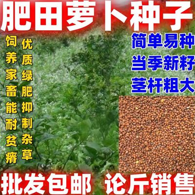 肥田萝卜种子耐贫瘠水土保持果园绿肥草籽四季高产高蛋白牧草种籽