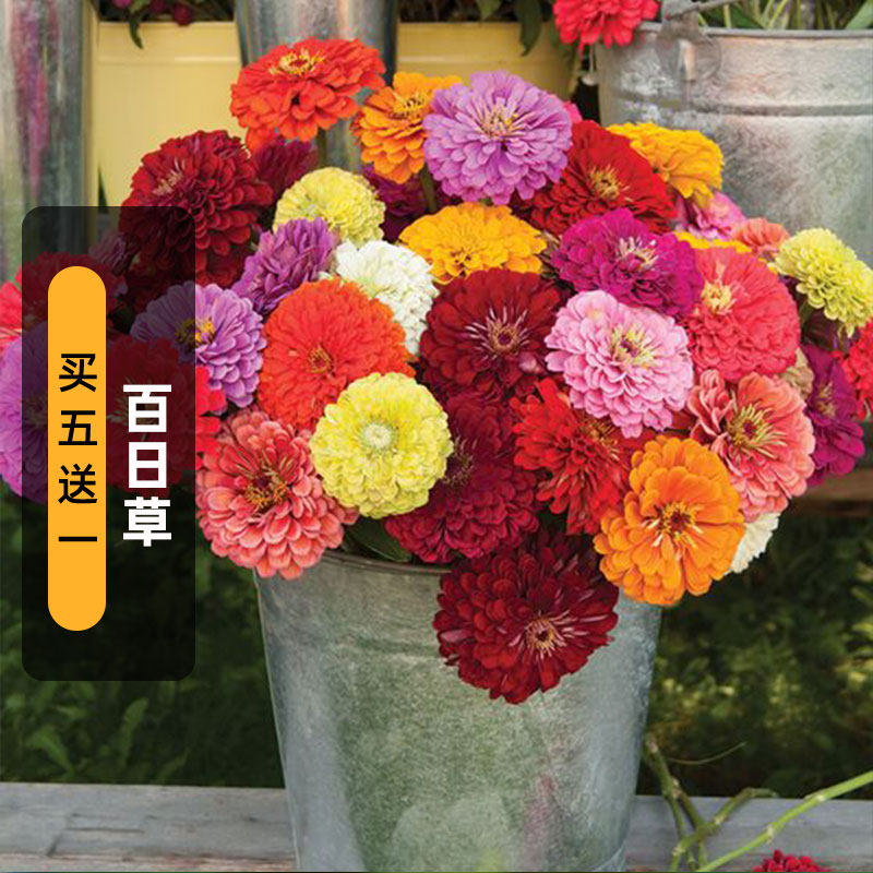 百日草种子步步高对日菊花籽庭院室内外阳台盆栽易活春播四季开花