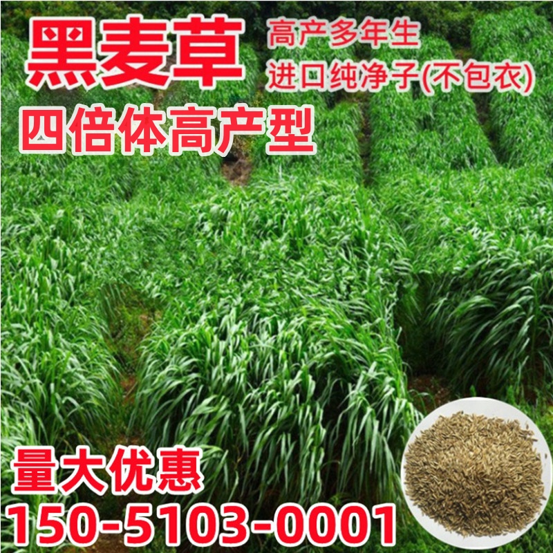 多年生黑麦草种籽子耐寒牧