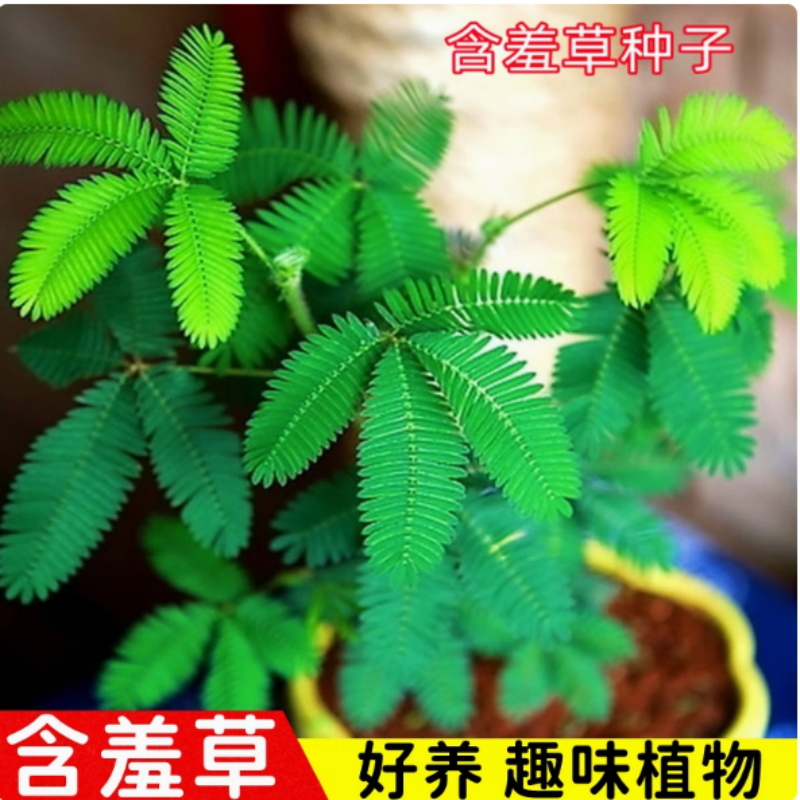 含羞草种孑害子小盆栽花籽