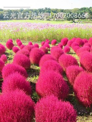 红叶地肤草种子绿叶地肤