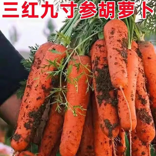 九寸参红胡萝卜种子水果蔬