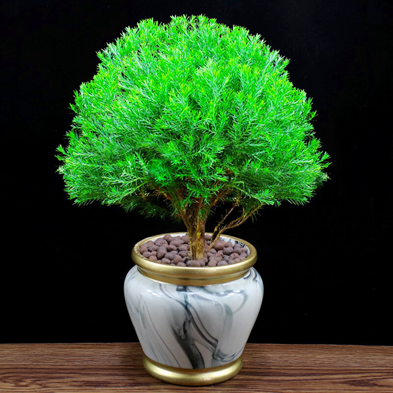 雾松盆栽四季常青好养盆景办公室内驱蚊植物阳台净化空气桌面绿植