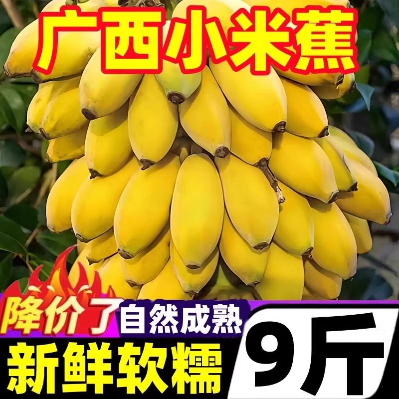 广西北海小米蕉自然熟香蕉新鲜水果皇帝蕉整箱10批发苹果芭蕉斤