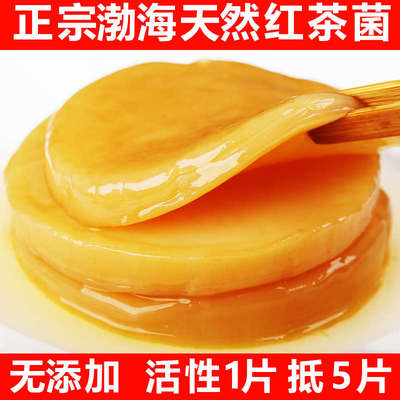 胃宝菌种 原瓶包活发酵有机红茶菌Scoby茶饮料醋酸菌