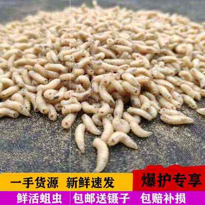 蛆虫活虫包邮红蛆虫活体野钓肉蛆活虫鲤鱼活白蛆牙子鱼饵钓鱼无菌