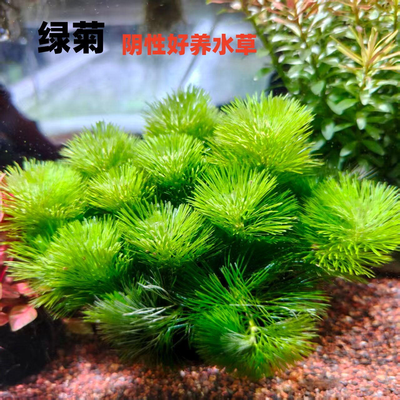 绿菊阴性水草鱼缸水草缸造景装饰净化水质新手入门好养水草