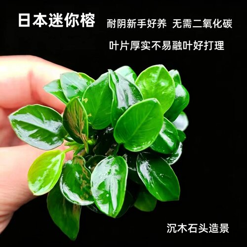 日本迷你榕阴性无需二氧化碳新手水草沉木石头造景绿叶厚实易养活